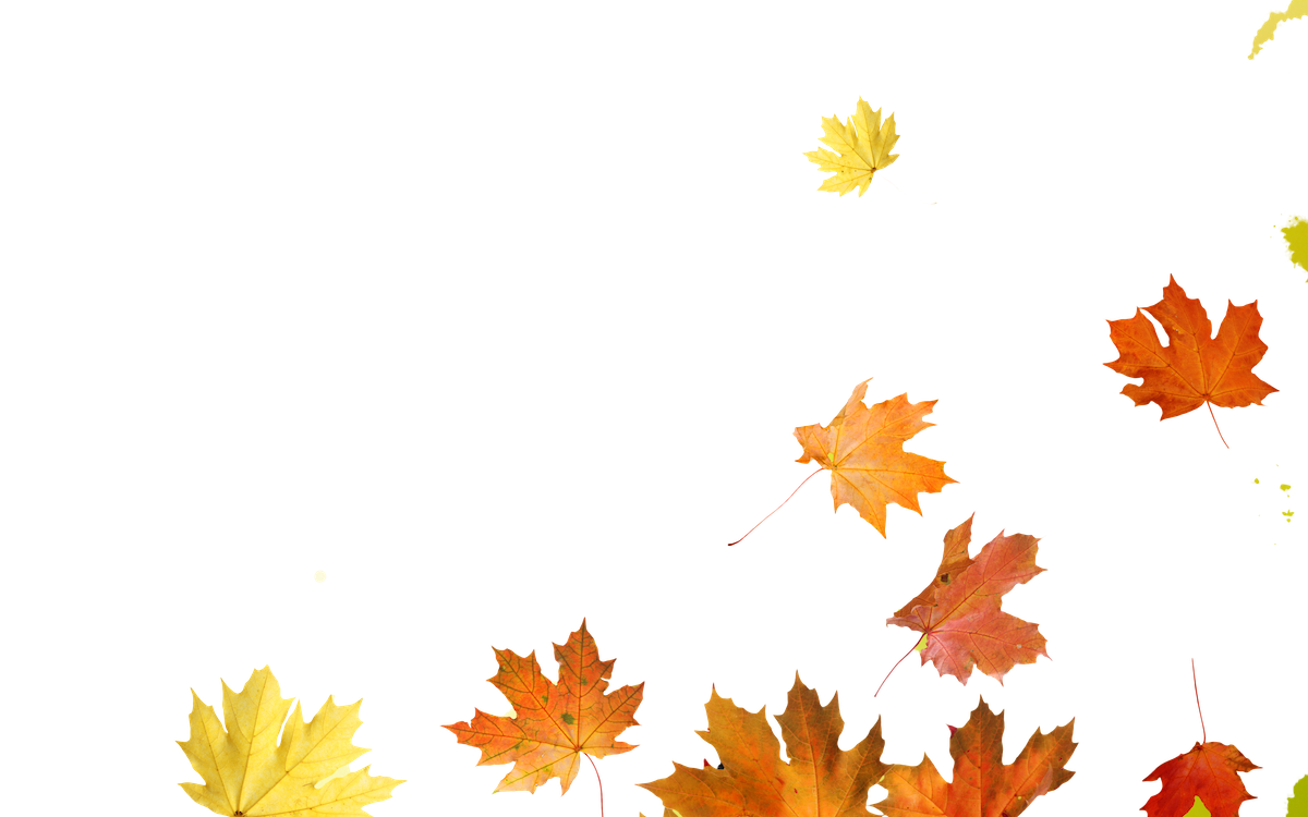 Autumnal leaves illustration