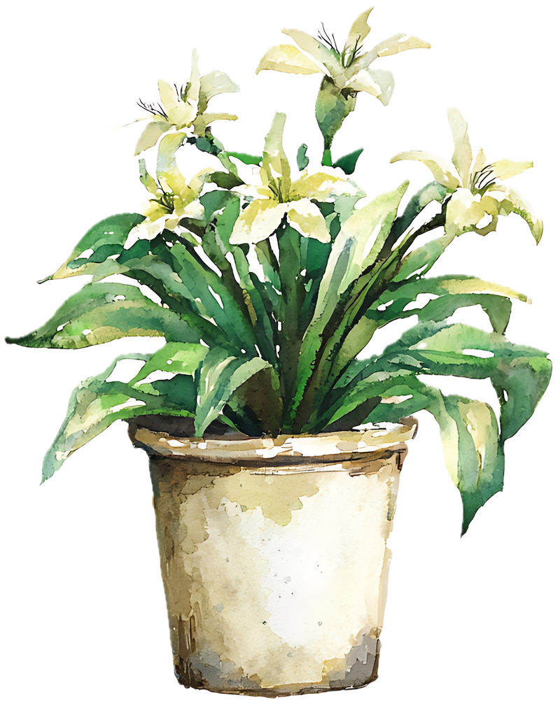 Watercolour plant illustration